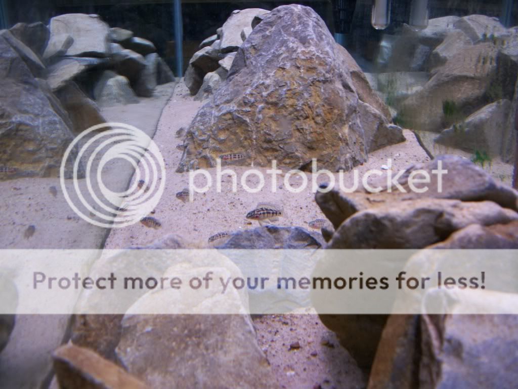 Pool filter sand or this petco rock/sand Cichlid Fish Forum