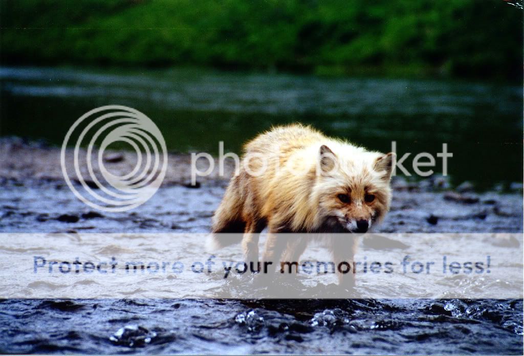 Kodiak rod stealing fox