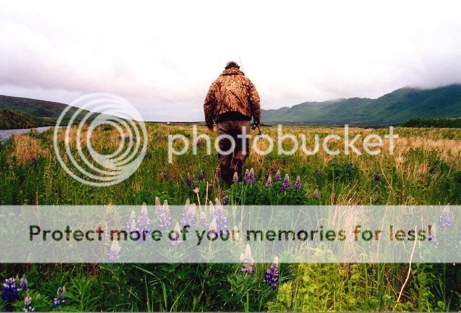 Summer Lupins on Kodiak