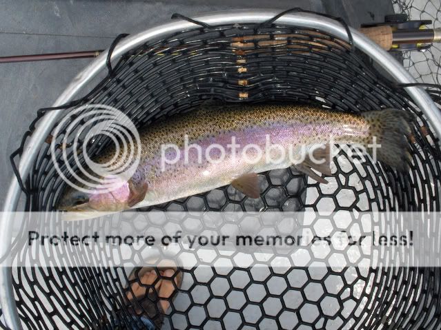 Fat rainbow