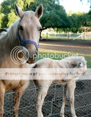 mare and foal