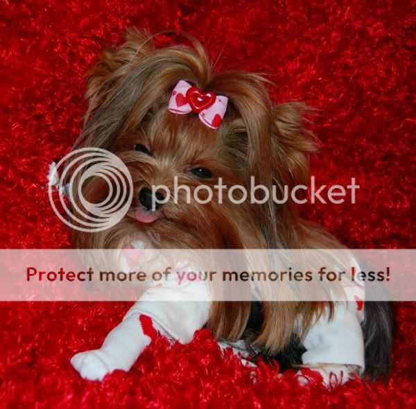 All Dressed Up Pictures, Images and Photos