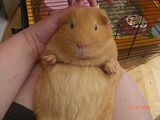 th_bigteddy002.jpg
