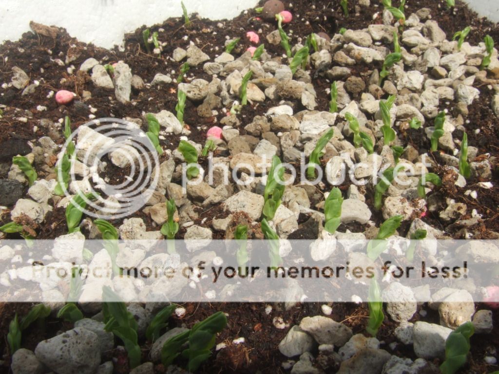 速食豆苗出芽了 香港園藝館