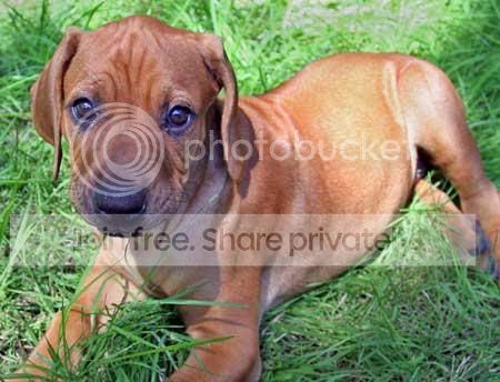 ruby_rhodesian_ridgeback_01jpg_w450.jpg